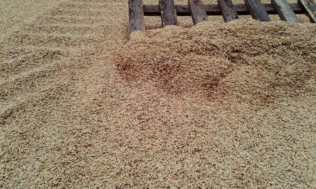 Produtor de arroz está focado nas atividades de semeio do grão
