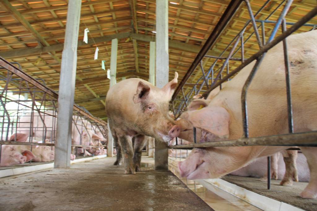 Diretor de empresa do agronegócio nos EUA afirma que surto de peste suína africana na China é mais severa do que se imaginava