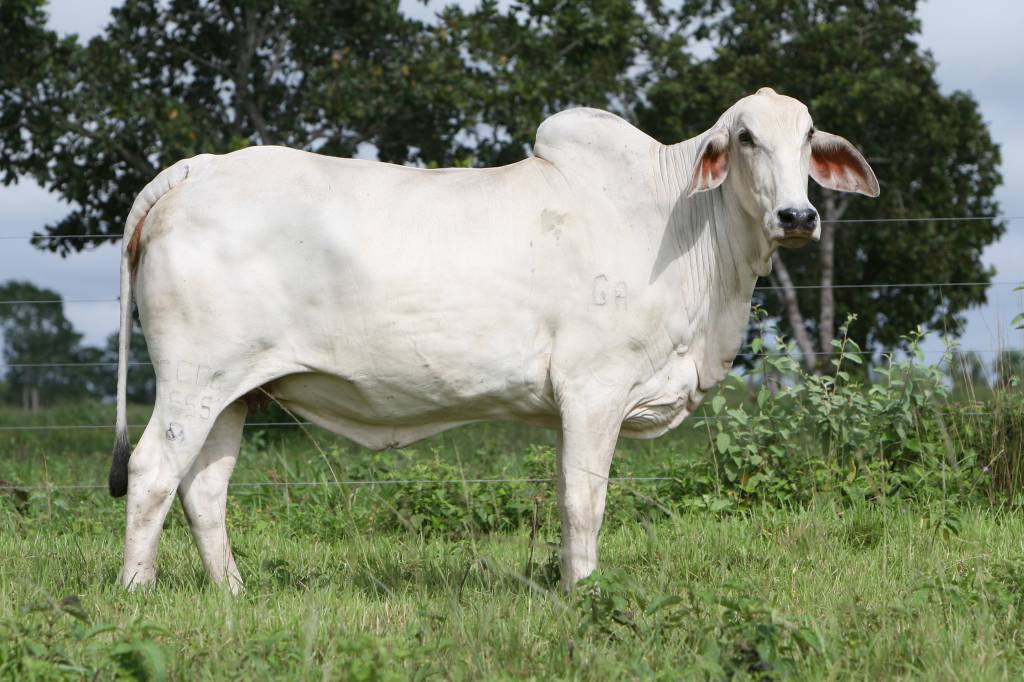 Criador do MS recebe selo de qualidade 