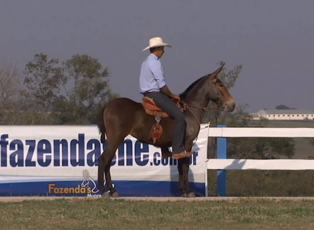 Agro Canal transmite 9º Leilão Virtual Fazendas H.E. 