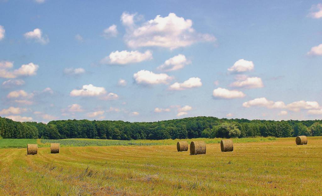 No primeiro semestre de 2019, PIB do agro cresce 1,53% em MG