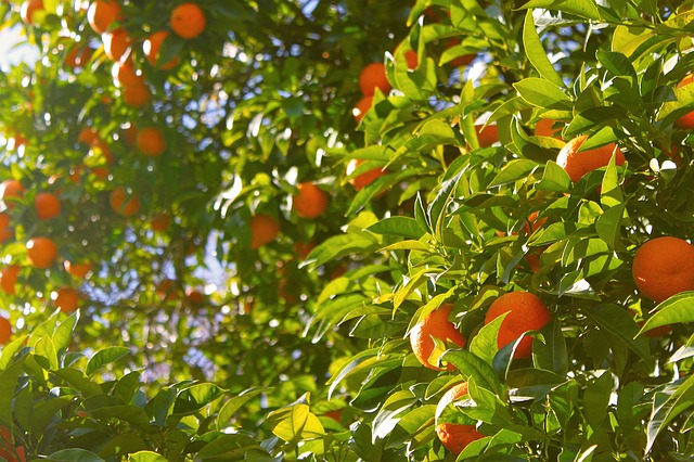Cotação da laranja permanece estável e lima tahiti tem recuo