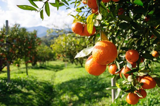 Exportações de suco de laranja brasileiro aumentam 33% no primeiro semestre da safra 2019/2020