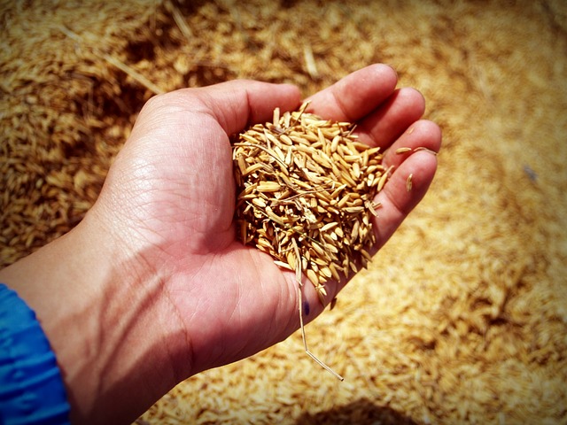 Indenizações da safra 2018/19 a produtores de arroz no RS chegou a R$3 bi