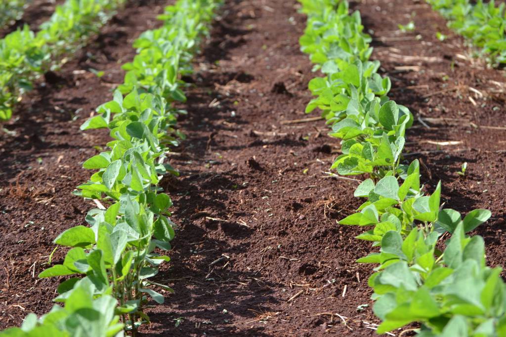 Mato Grosso avança 41,80% da área no plantio de soja