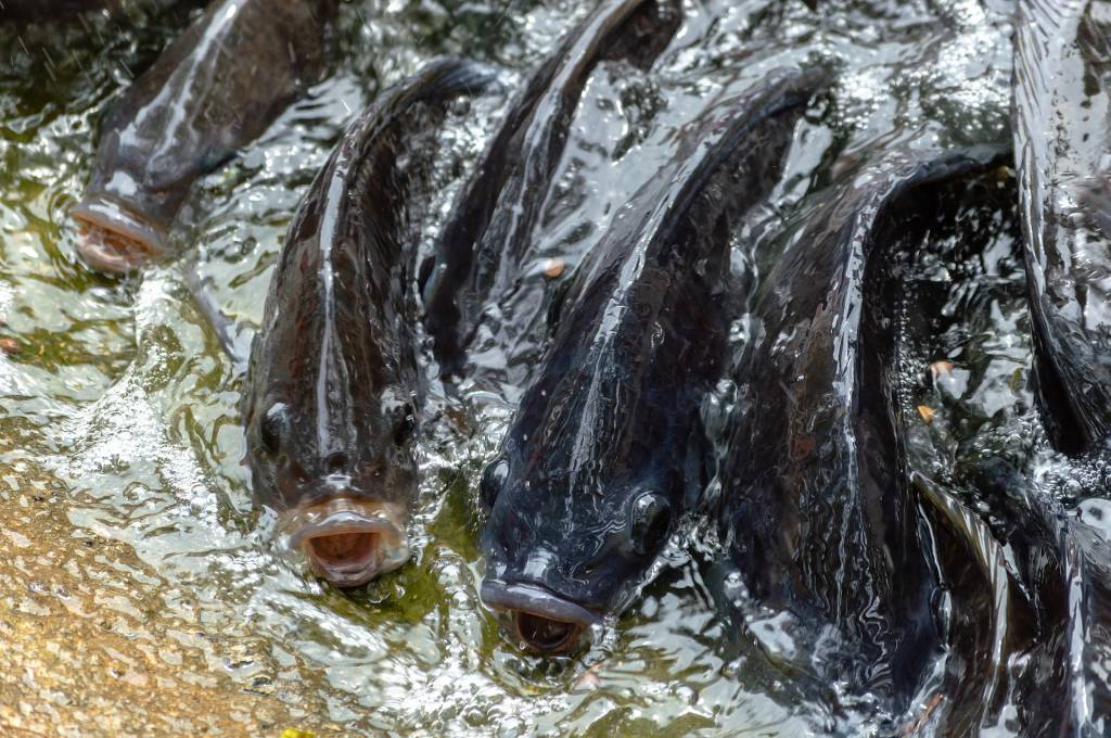 Campanha incentiva consumo de peixes de cultivo no Brasil