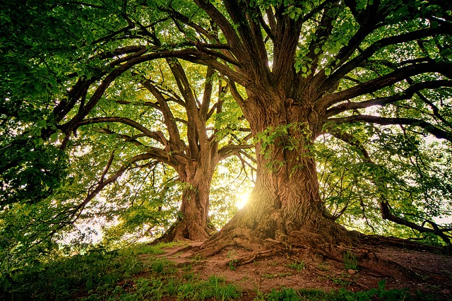 25º Congresso Mundial da IUFRO termina neste sábado