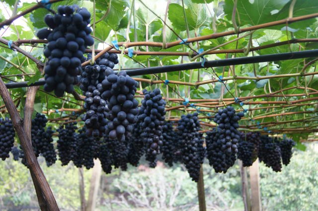 Lançamentos de dados no Sistema de Informações de Vinhos e Bebidas é adiado para dezembro pelo Mapa