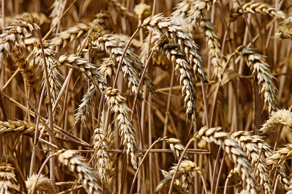 47% do plantio do trigo no Rio Grande do Sul está na fase do enchimento do grão