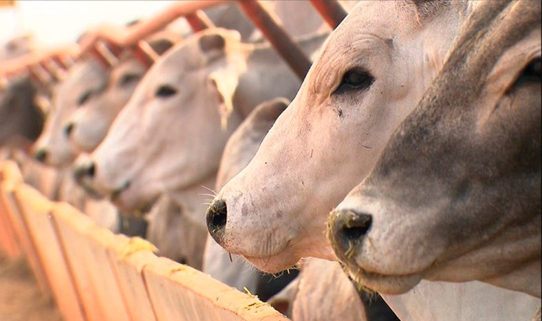 Produtores de animais do PR precisam cadastrar rebanho até 30 de novembro