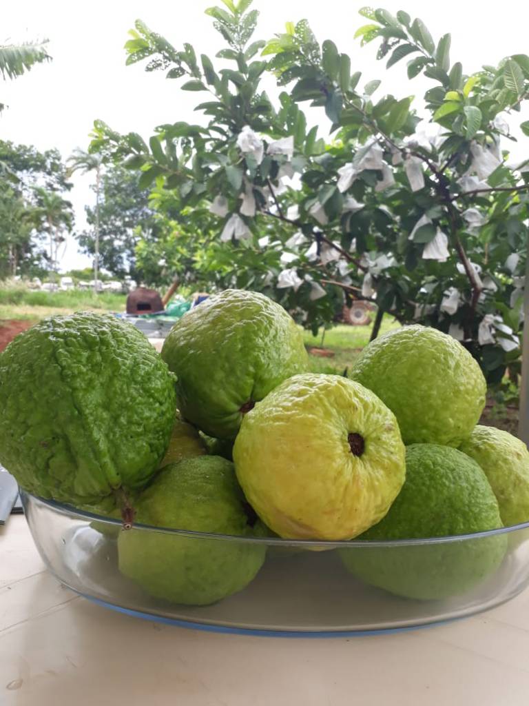 Dia de campo na Agraer aborda cultura da goiabeira 