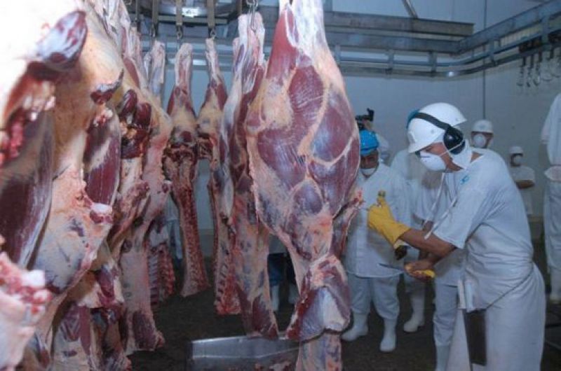 Em MT, baixa oferta para frigoríficos e cotações em alta