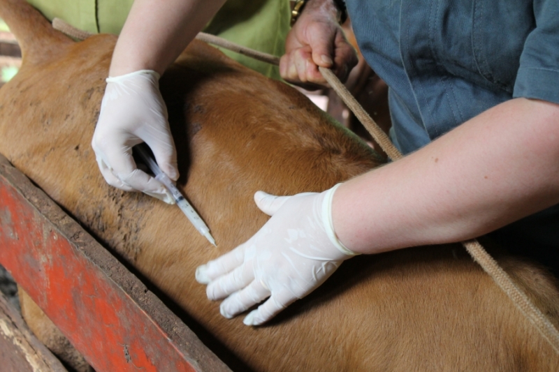 Semana mundial alerta sobre uso irracional de antibióticos em animais e humanos