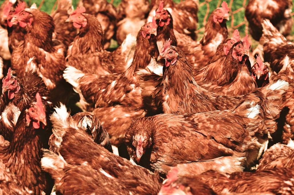 Embarques de frango in natura e industrializados têm aumento de 3,4%
