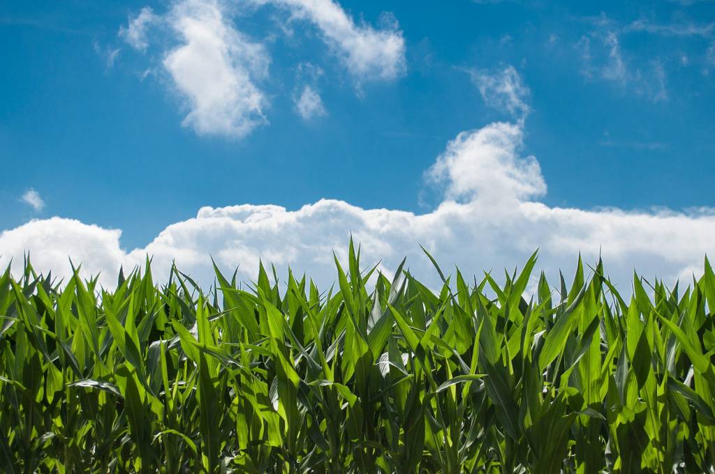 Valor Bruto da Produção Agropecuária cresce 1,7%