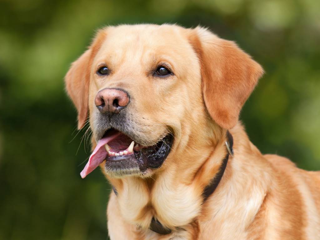 Primeira startup da América Latina voltada para segmento pet é lançada 