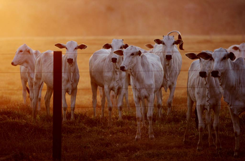 Prazo para cadastro obrigatório de animais é estendido no PR