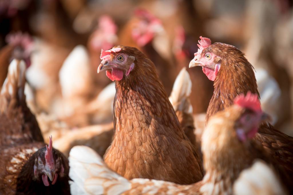 Poder de compra da avicultura reduz pelo segundo mês consecutivo