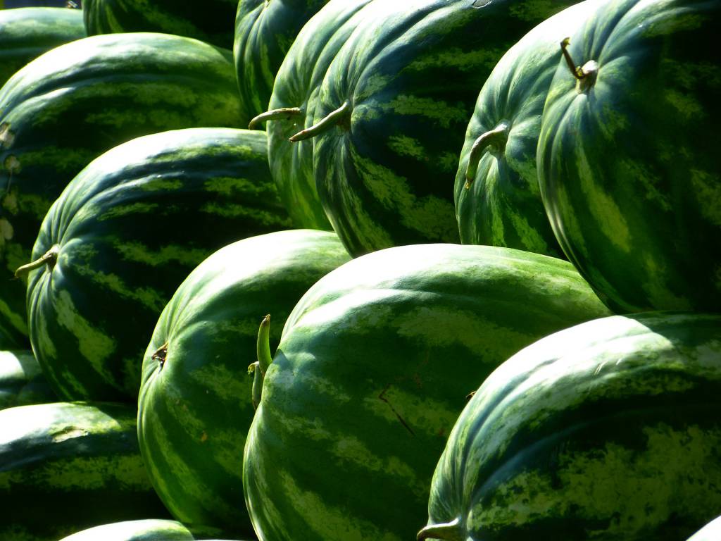 Cotações de melancia em alta nesta semana