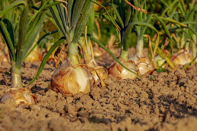 Preço da cebola reduz no Nordeste, aponta Cepea