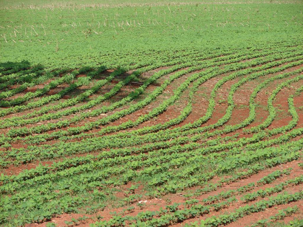 Seguro rural: financiador quer garantia para crédito