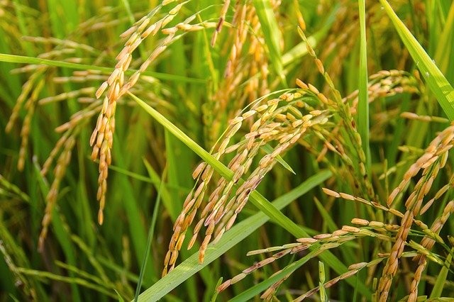 Semeadura da safra de arroz atinge mais de 100 mil hectares em sete dias no RS