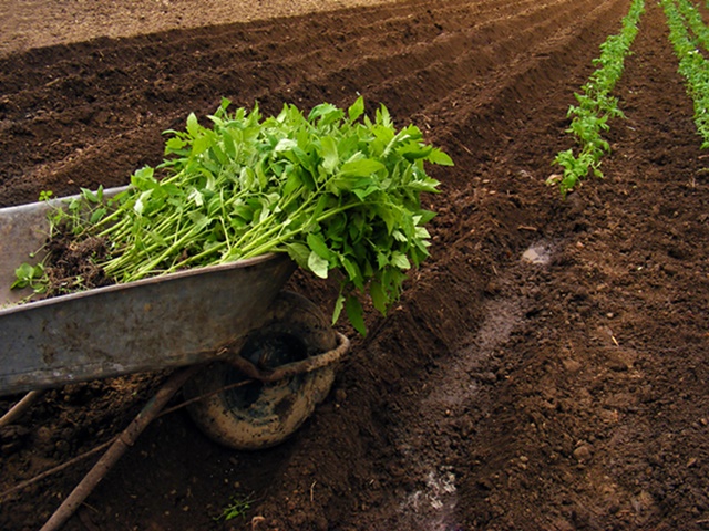 Produtos da agricultura familiar terão desconto em novembro, segundo publicação do Mapa