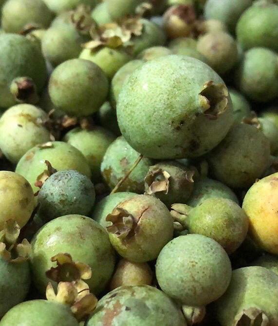 Guavira, mais do que um fruto nativo