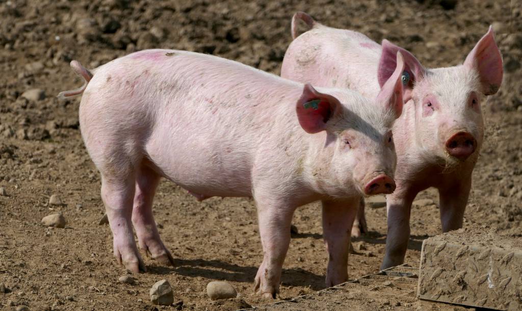 Poder de compra do suinocultor tem alta há quatro meses consecutivos