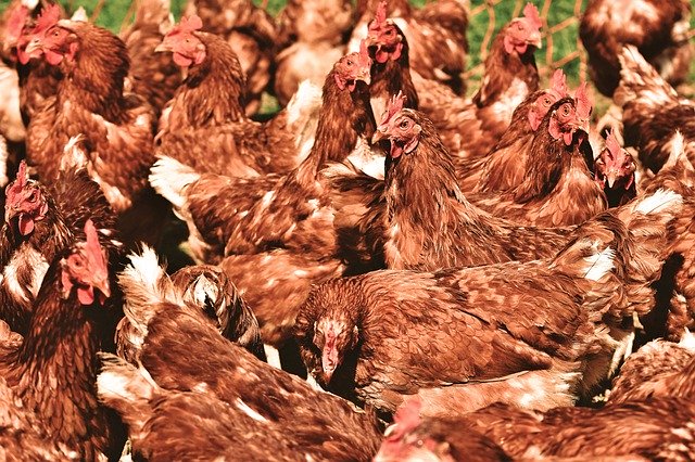 Demanda por carne de frango reduz no período de fim de ano no PR