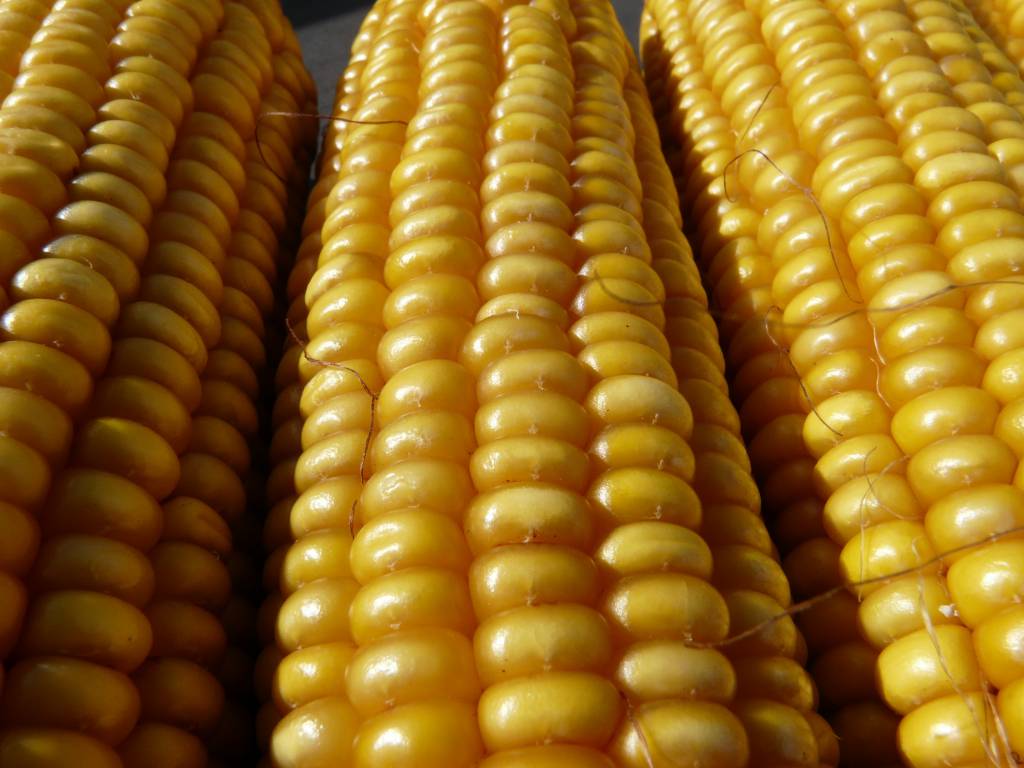 Indústria de rações quer facilidade para comprar milho dos EUA em 2020