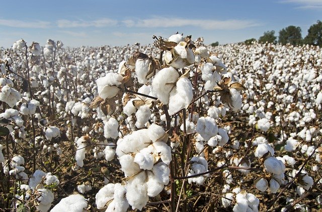Comercialização de algodão em pluma está limitada