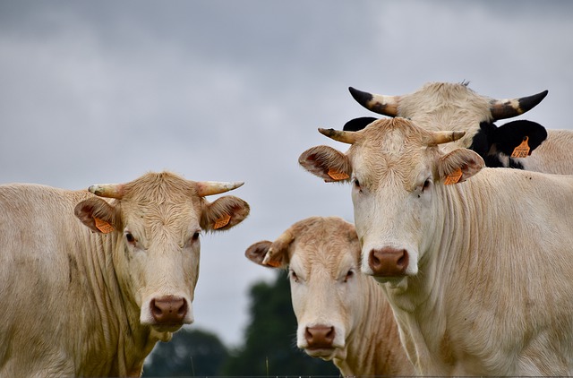 Vírus prejudicial ao gado e pouco conhecido é encontrado em vacas nos EUA