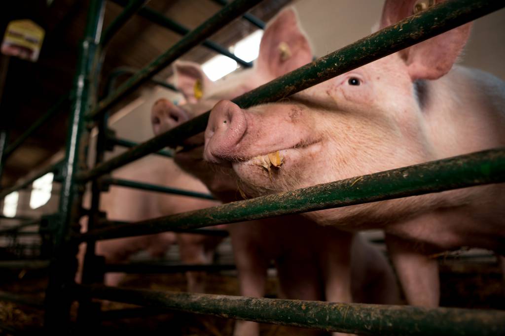 Governo chinês inicia plano para impulsionar produção de porcos no país
