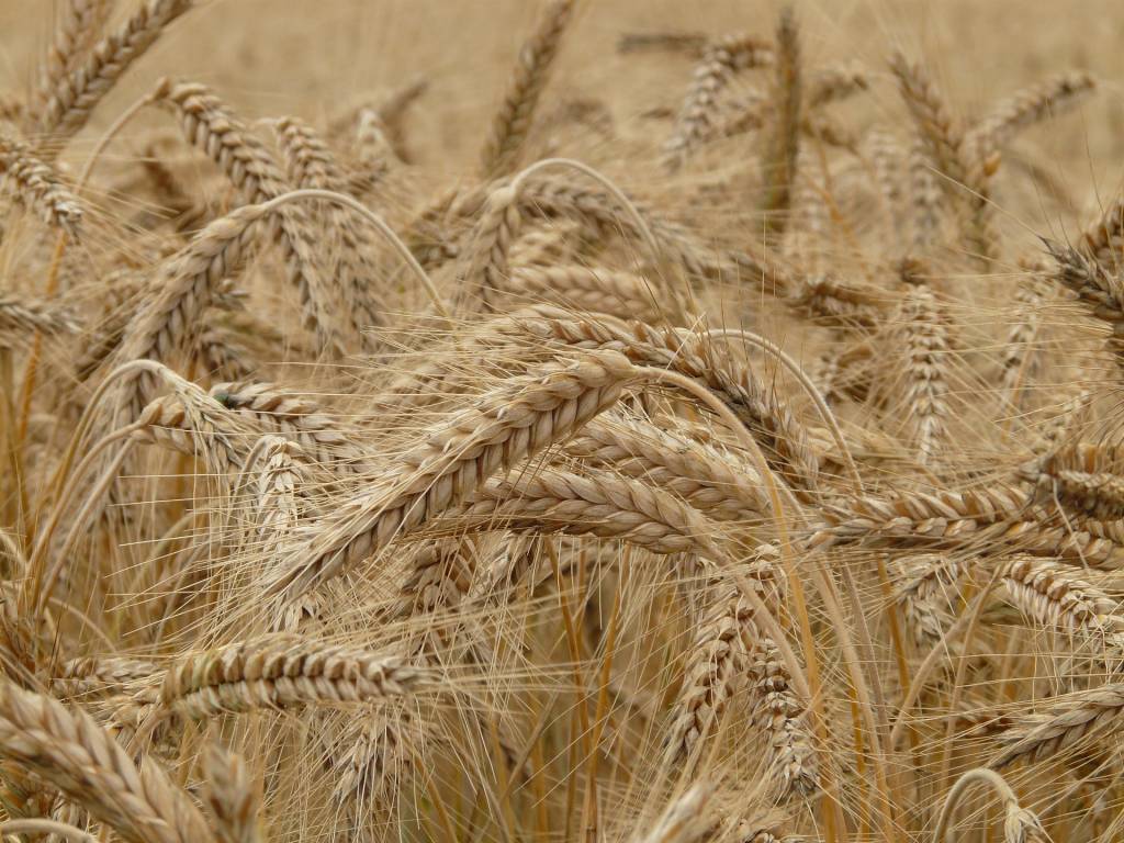 Comissão Europeia eleva estimativa de produção de trigo