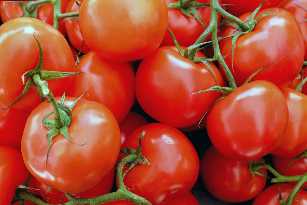 Roças de tomate da temporada 2019/20 apresentam bom desempenho