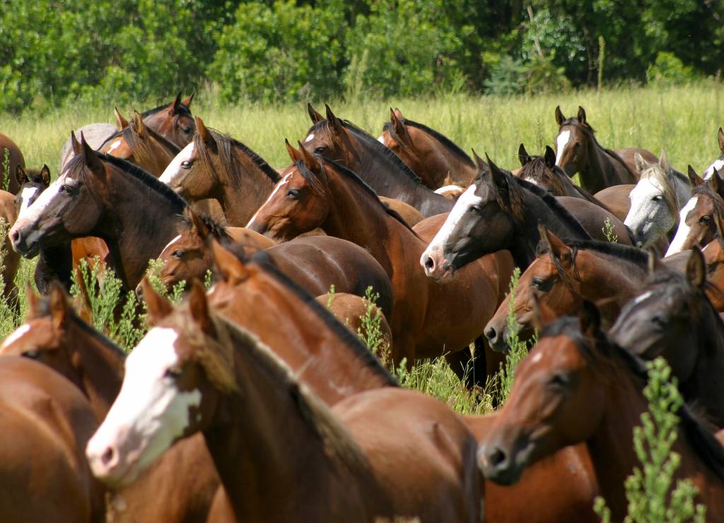 Cavalo Crioulo: raça registra avanço no território brasileiro em 2019