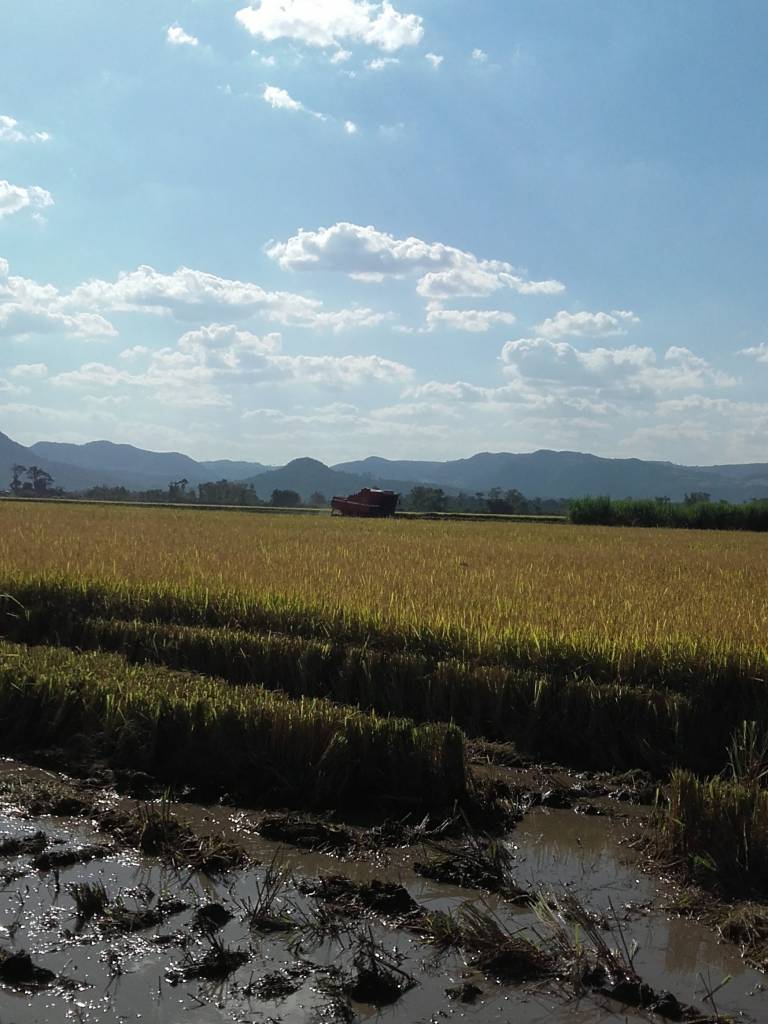 Setor foca no mercado externo para ampliar competitividade do arroz brasileiro