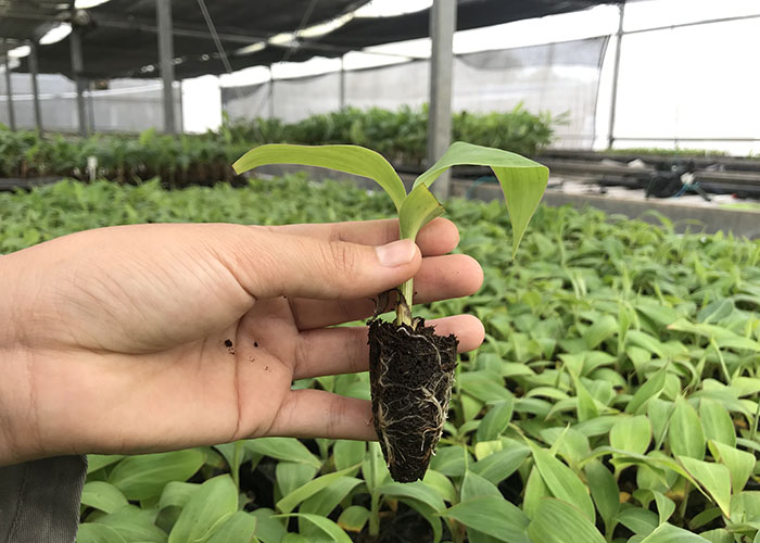 Hidroponia reduz tempo de produção de mudas de banana nas biofábricas