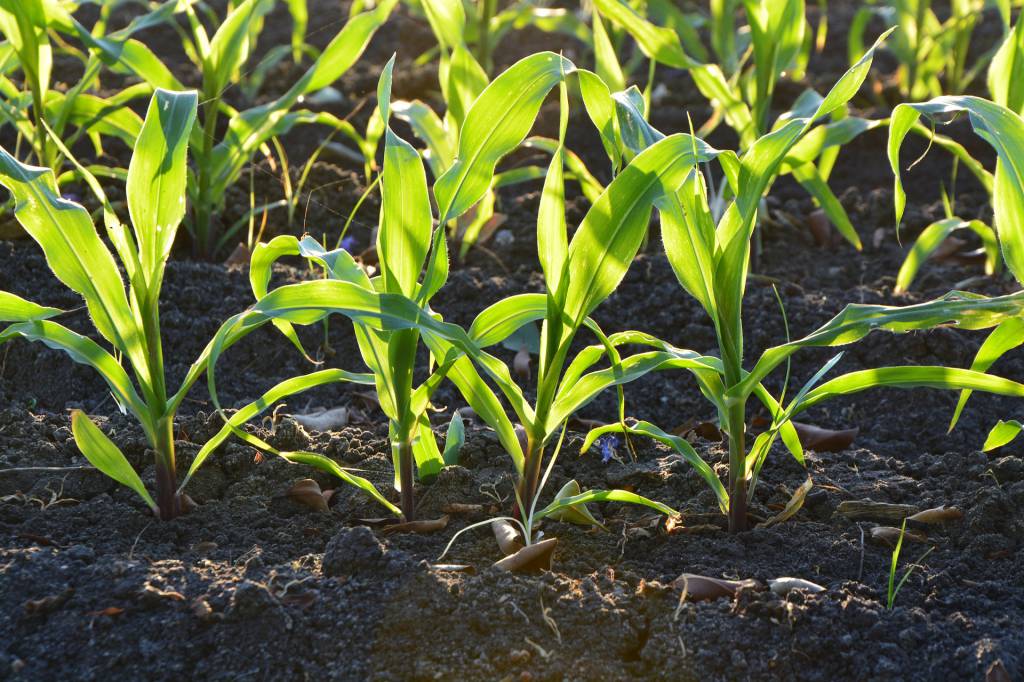 Agricultura familiar terá mais R$ 1 bilhão para investimento