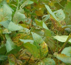 Ferrugem asiática: primeiro foco é identificado no Mato Grosso