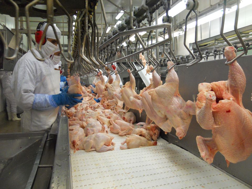 SP envia primeiro lote de frango para China 