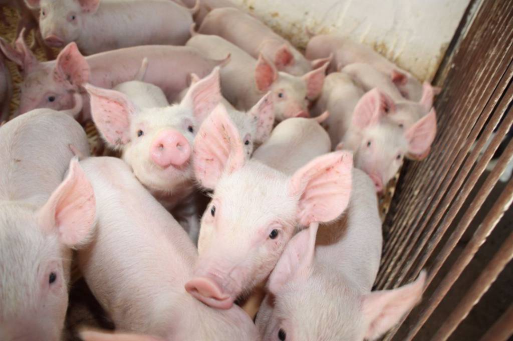 Produção de suínos pela China cai para mínima de 16 anos em 2019 por peste suína