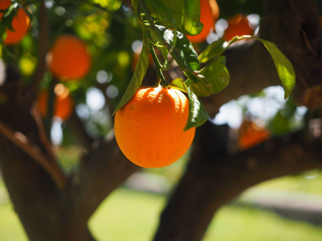 Chuva reduz comercialização da laranja