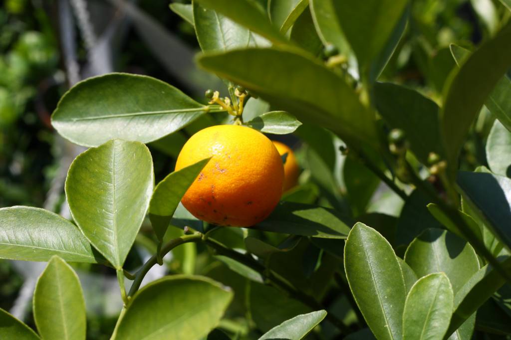 Produção de laranjas para safra 2020/21 deve ser baixa segundo Cepea 