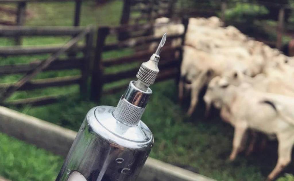 Mais de 84 milhões de animais foram vacinados contra febre aftosa no país