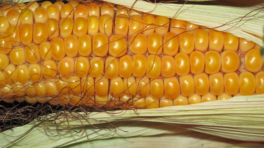Imea divulga expectativas de produção de milho no MT