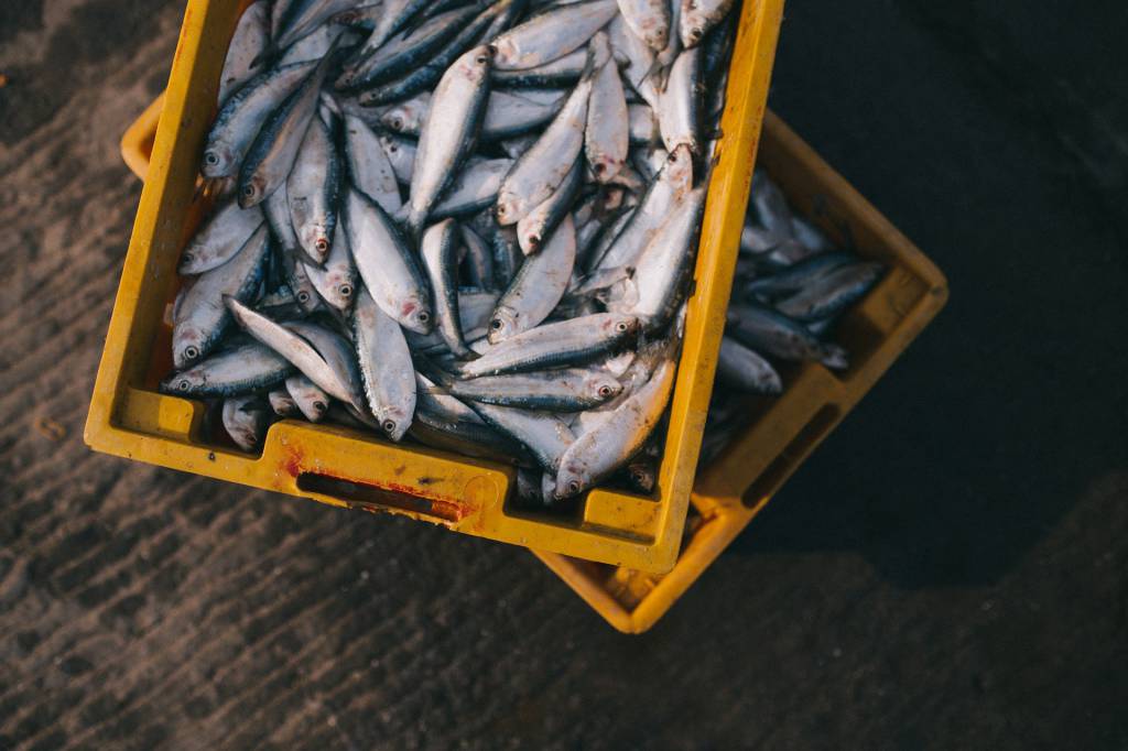 Mapa prepara medidas para reabertura de exportação de pescado para União Europeia