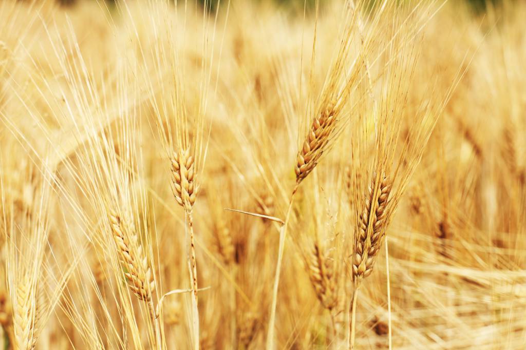 Preços mínimos da laranja, do trigo e do arroz são reajustados