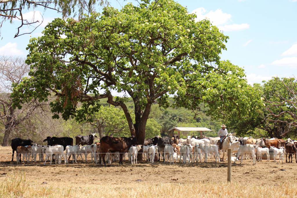 Senado aprova MP do Agro e texto vai à sanção presidencial